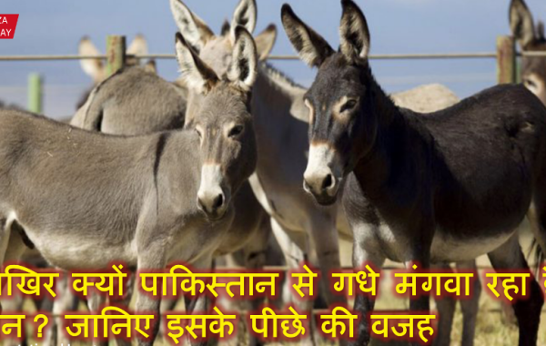 आखिर क्यों पाकिस्तान से गधे मंगवा रहा है चीन? जानिए इसके पीछे की वजह