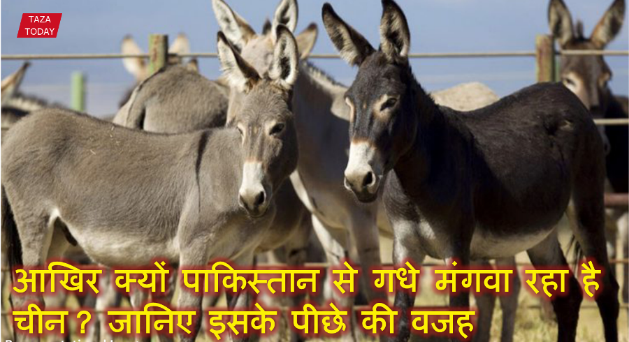 आखिर क्यों पाकिस्तान से गधे मंगवा रहा है चीन? जानिए इसके पीछे की वजह