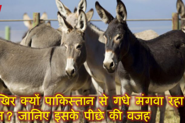 आखिर क्यों पाकिस्तान से गधे मंगवा रहा है चीन? जानिए इसके पीछे की वजह