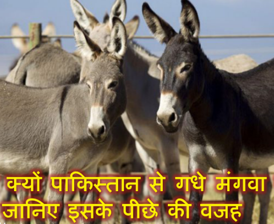 आखिर क्यों पाकिस्तान से गधे मंगवा रहा है चीन? जानिए इसके पीछे की वजह